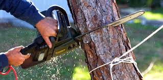 Best Emergency Tree Removal Services  in Good Hope, CA