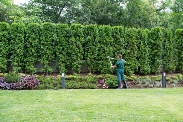 Best Lawn Drainage Solutions  in Good Hope, CA