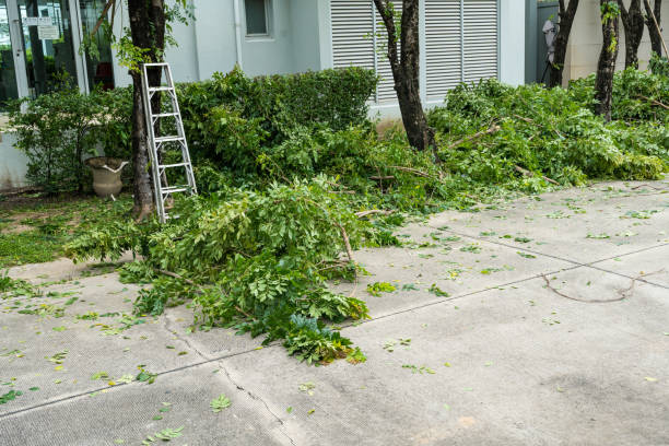 Best Tree and Shrub Care  in Good Hope, CA