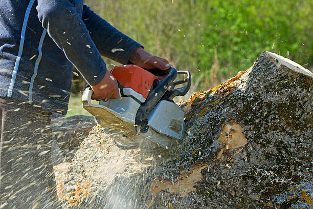 Professional  Tree Services in Good Hope, CA