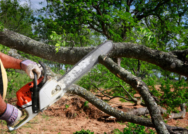 Landscape Design and Installation in Good Hope, CA